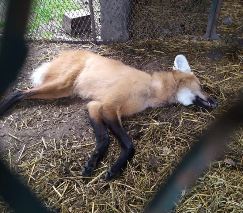 Aguar� guaz�, el �zorro sagrado� encontrado en el Barrio Pro Casa V